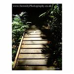 A wooden boardwalk through tropical plants, which cast their shadows. Australia